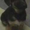 k9_ninedorf